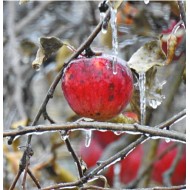 Rule - Icy Apple