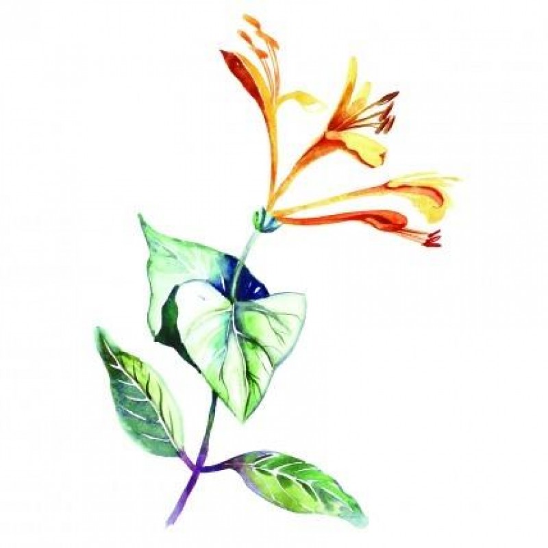 TPA TFA Honeysuckle