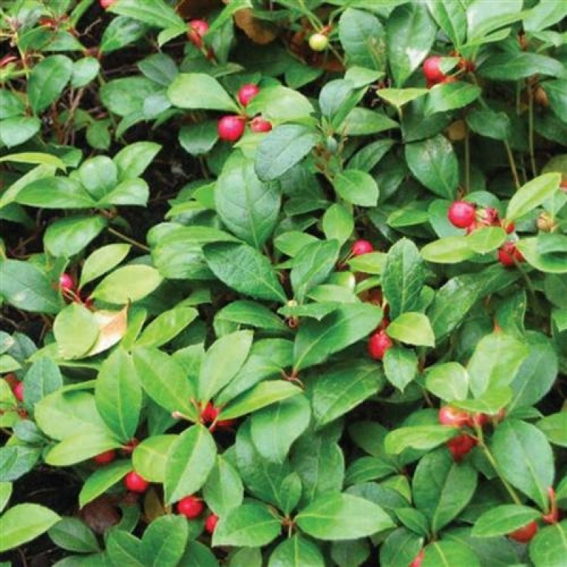 TPA TFA Wintergreen
